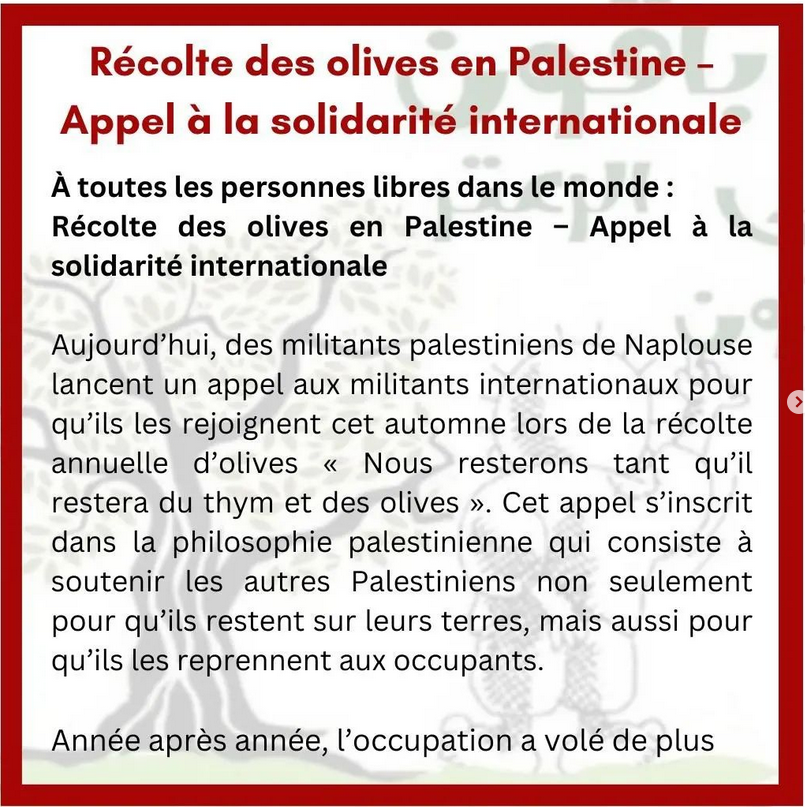 Récolte des olives en Palestine – Appel à la solidarité internationale